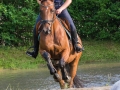 Training crosscountry paarden (123 van 185)