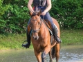 Training crosscountry paarden (125 van 185)