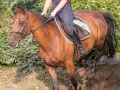 Training crosscountry paarden (141 van 185)