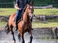 Training crosscountry paarden (88 van 185)